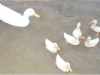 Ducks10.jpg